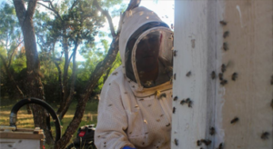 Bee Solutions - Bee Swarm Removal