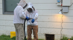 Bee Solution - Africanized Bee Specialist